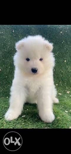 Samoyed puppy 0