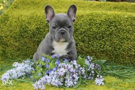 European French Bulldog Puppies Available Now Top Quality 0