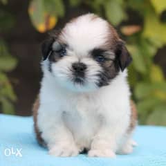 Mini Shihtzu From Ukraine Available Now Fastest Delivery In Egypt 0