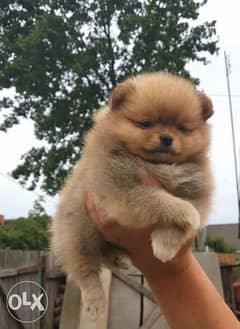 Mini Red Pomeranian From Ukraine Available Now Delivery Within 7 Worki 0