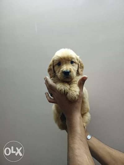 Golden retriever puppys