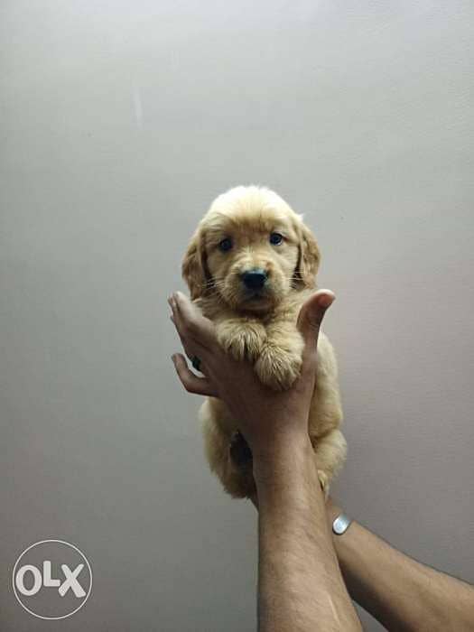 Golden retriever puppys 0