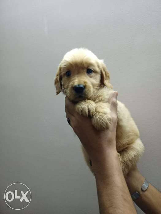 Golden retriever puppys 1