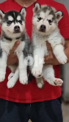 siberian husky puppies long hair /جراوي سيبريان هاسكي لونج هير 0