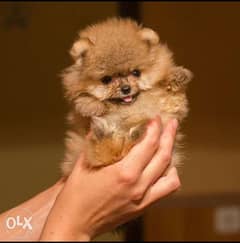 Teacup Pomeranian From Europe Maximum Adult Weight 2 kg 0