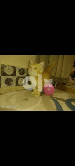 قطة شرازي عمر شهرين واسبوع (٦٨) يوم 0