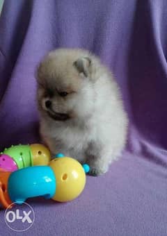 Get Your Mini pomeranian puppy From Ukraine To Egypt Within 7 Days 0