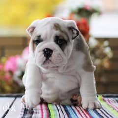 English Bulldog Males From Belarus Ready For Shipping With Best Qualit 0