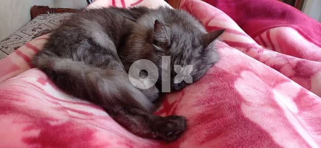 قطة بنت شيرازي متعقمة للتبني ب٦ اكتوبر