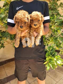 Toy poodle puppy for immediate purchase 0
