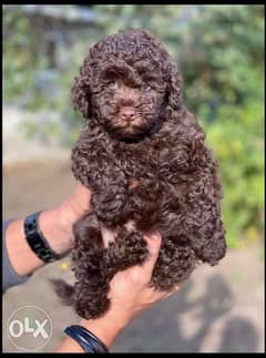 Get Your Brown Toy Poodle From Europe 0