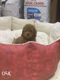 Imported Toy Poodle Puppies Europe Top Quality 0