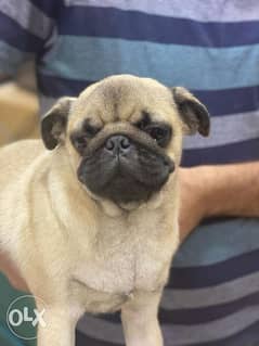 White Friday Offer Imported pug 5 Months 16k Instead of 17k 0
