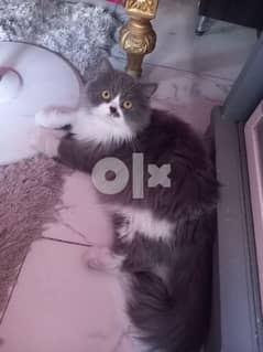 Pure Persian male 1 year 0