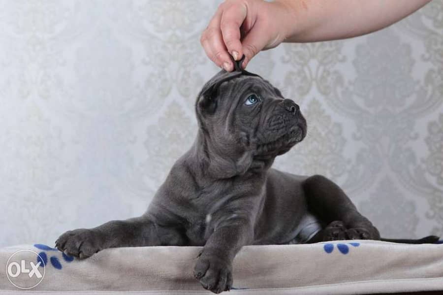 champion bloodline cane corso puppies from best kennels in Europe 1
