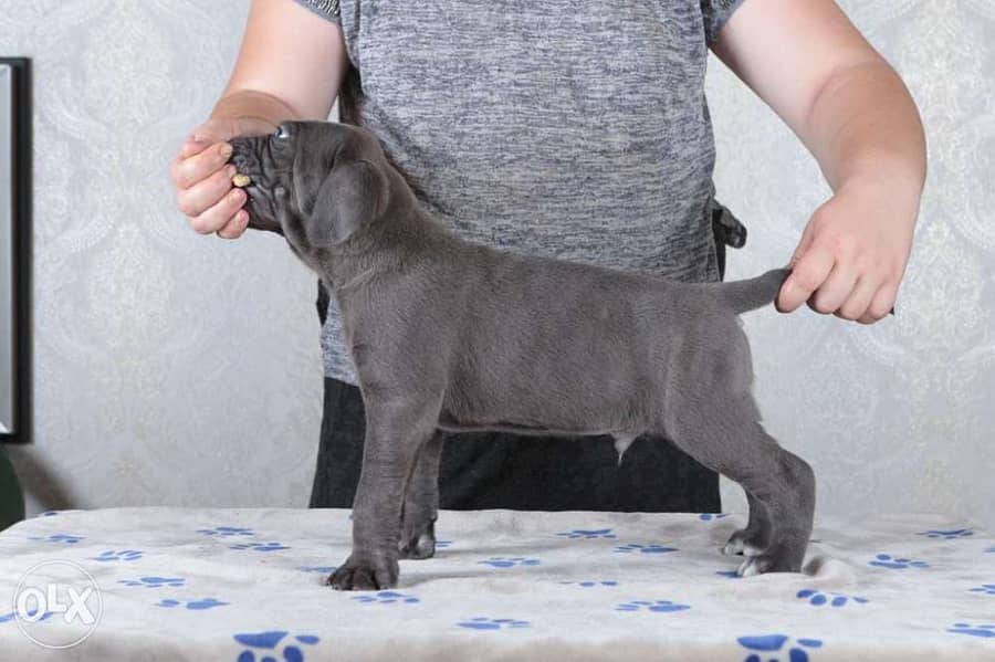 champion bloodline cane corso puppies from best kennels in Europe 2