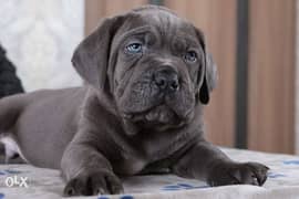 champion bloodline cane corso puppies from best kennels in Europe 0