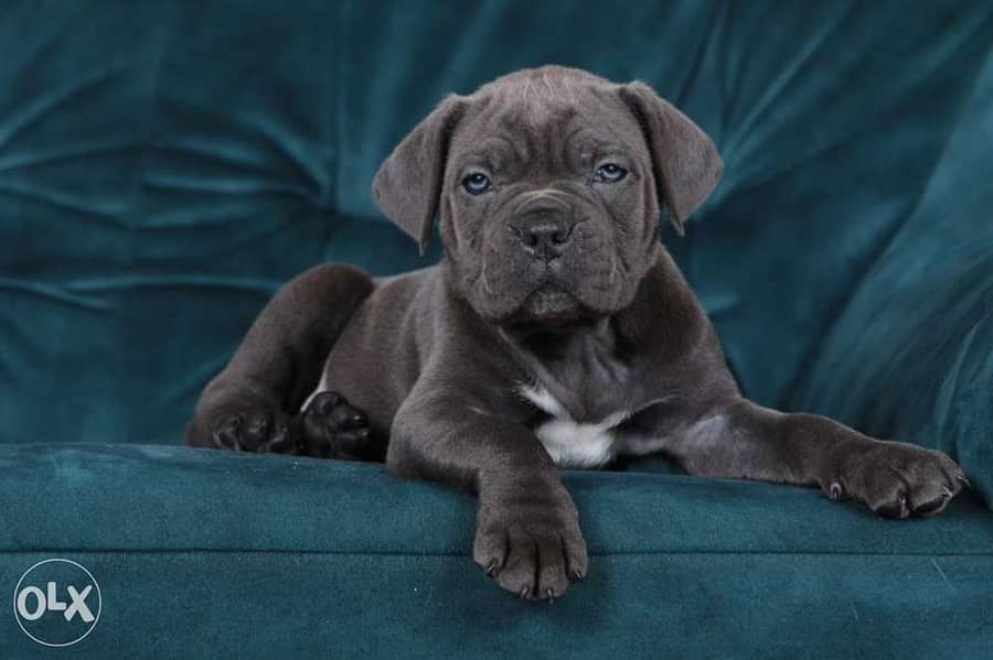champion bloodline cane corso puppies from best kennels in Europe 3