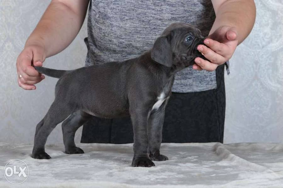 champion bloodline cane corso puppies from best kennels in Europe 4