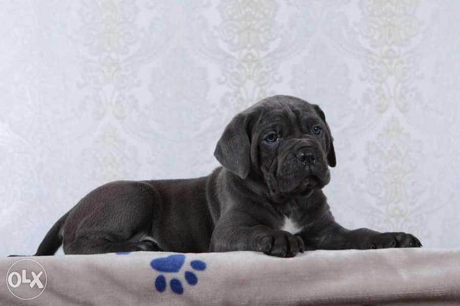 champion bloodline cane corso puppies from best kennels in Europe 6