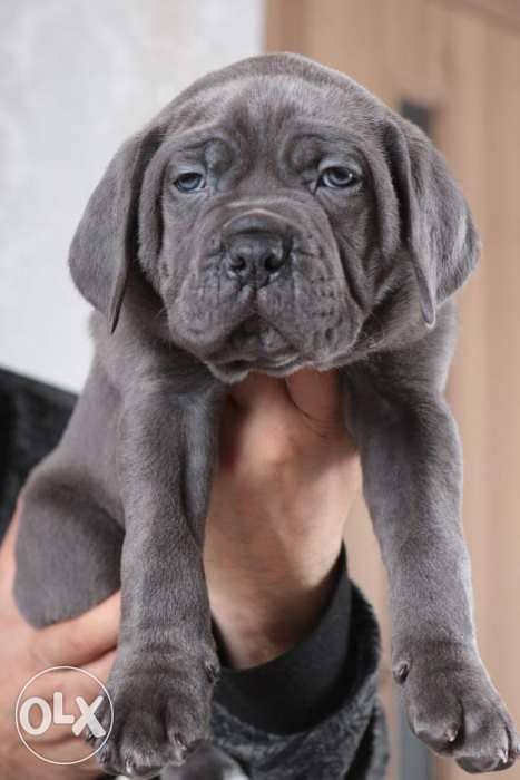champion bloodline cane corso puppies from best kennels in Europe 7