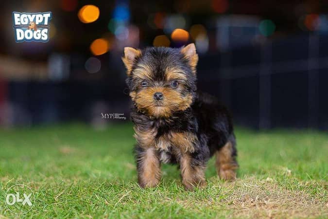 Olx yorkies for store sale