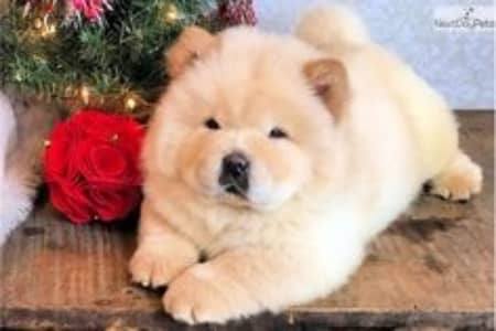 احلى تشاو اتشاو  دباديب شاو  chow chow