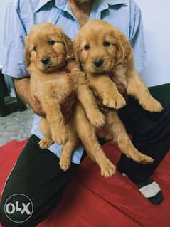 pure 2 Golden retriever puppies Top quality Extra Long hair 0