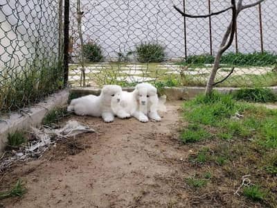 Samoyed puppies