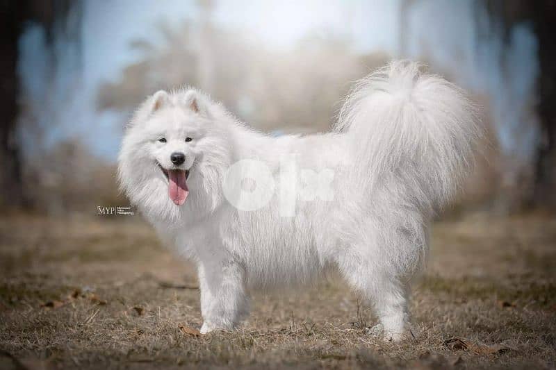 Samoyed puppies 1