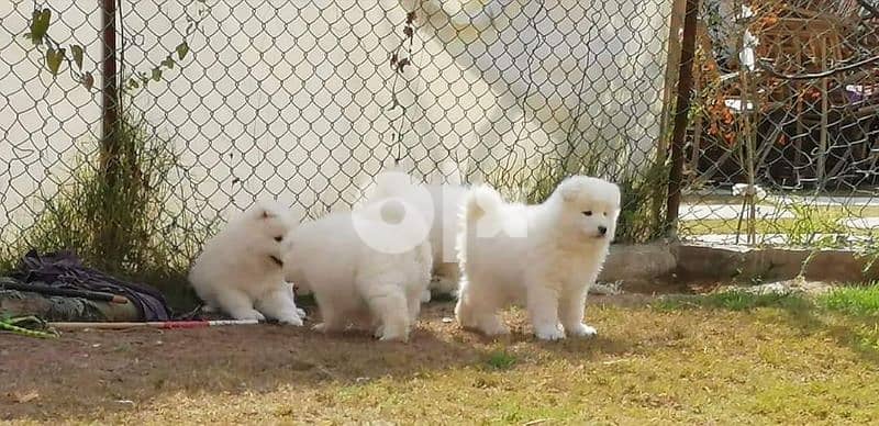 Samoyed puppies 2