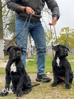 Cane corso puppies from best kennels in Europe with Pedigree 0