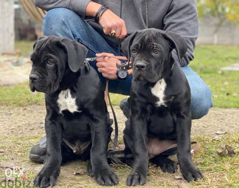 Cane corso puppies from best kennels in Europe with Pedigree 1