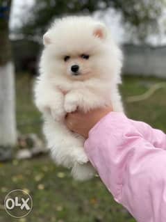 Pomeranian hot sale puppy olx