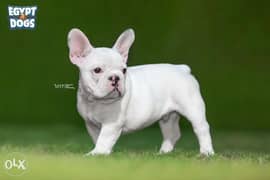French Bulldog puppies Ready For Shipping From Kiev Full documents 0