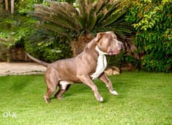 pitbull male for mating