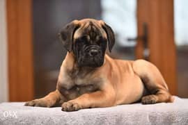 Bullmastiff puppies deals for sale olx