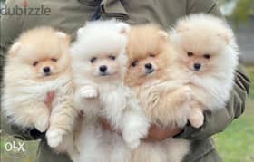 Mini pomeranian puppies, premium quality