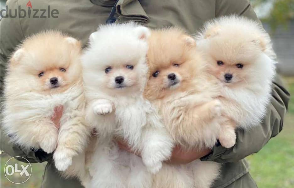 Mini pomeranian best sale near me