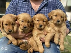 Amazing Quality Golden Retriever puppies Ready For New Homes vaccinate 0