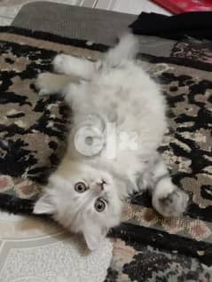 قطه شيرازي  لونها رصاصي في ابيض عمرها شهرين 0