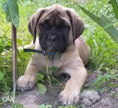 Imported turkish Kangal puppies from best kennels in Europe
