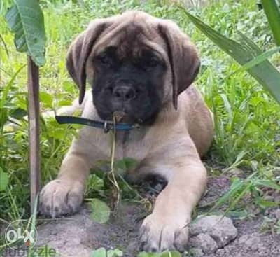 English best sale mastiff olx