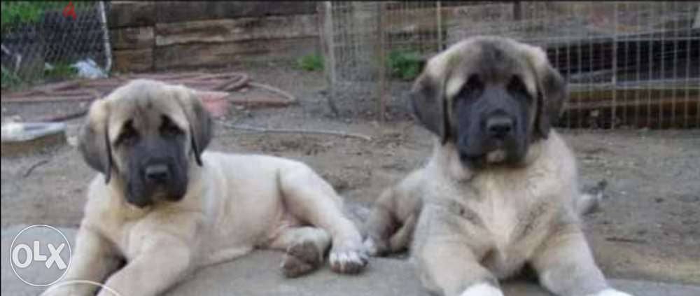 Imported turkish Kangal puppies from best kennels in Europe 1