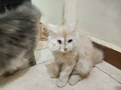 قطط شيرازي هيمالايا وهيمالايا اورنج 0
