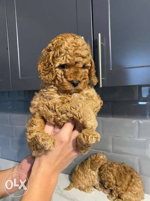 Toy Poodle in Egypt puppies