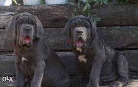 King size neapolitan mastiff puppies from best kennels in Europe