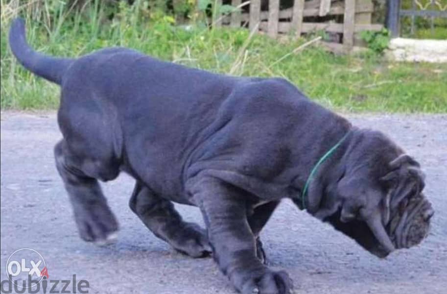 King size neapolitan mastiff puppies from best kennels in Europe 1