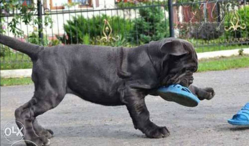 King size neapolitan mastiff puppies from best kennels in Europe 2