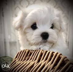 Maltese puppies Ready For Shipping From Kiev Full documents 0